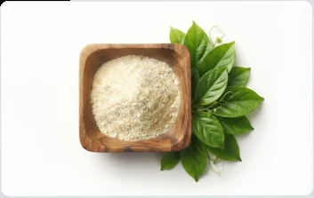 Gymnema Sylvestre